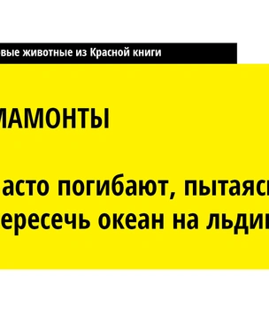 Редкие животные, которые могут вымереть уже на этой неделе, если мы что-нибудь не сделаем