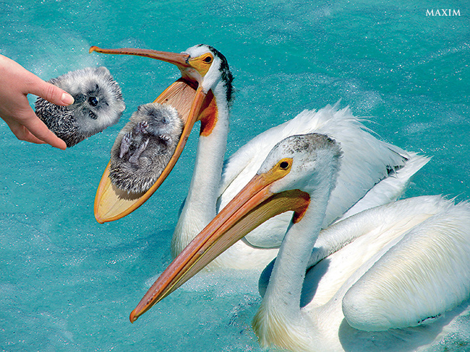 Birds Birds
