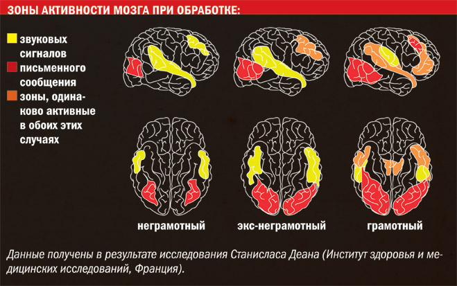 Новое про чтение: как умение читать повлияло на физиологию людей