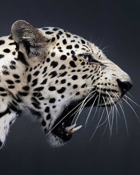 Крупный домашний кот: как человечество пыталось приручить леопардов, львов и других больших кошек