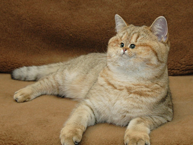Коты с крошечными мордами! Коты с крошечными мордами!