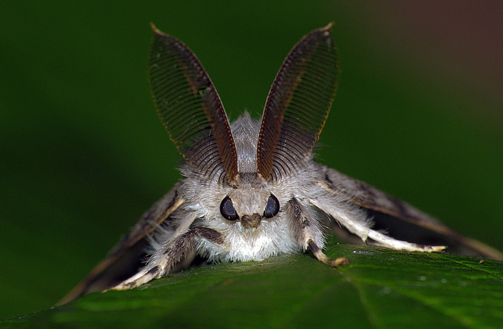 5 самых жутких нашествий насекомых в истории