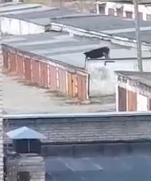 Корова, гуляющая по крышам гаражей на Урале, озадачила Интернет (загадочное видео)
