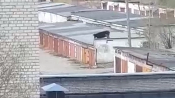 Корова, гуляющая по крышам гаражей на Урале, озадачила Интернет (загадочное видео)