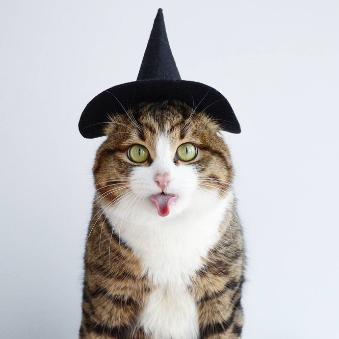Кот, который языком вытворяет тако-о-ое! Смотри и учись! Кот, который языком вытворяет тако-о-ое! Смотри и учись!