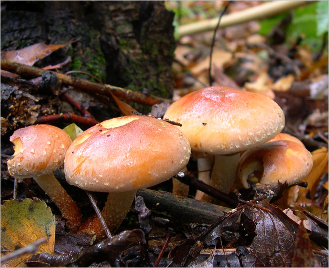 Фунги сапиенс: почему грибы куда умнее и хитрее, чем мы думали