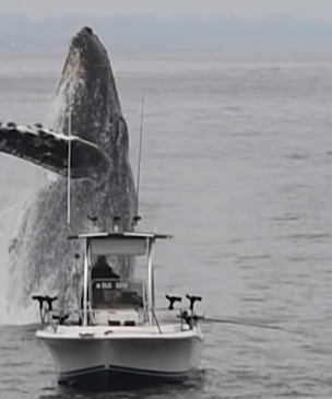 Гигантский кит вдруг выпрыгнул из воды возле ни о чем не подозревающего рыбака (эпичное видео)