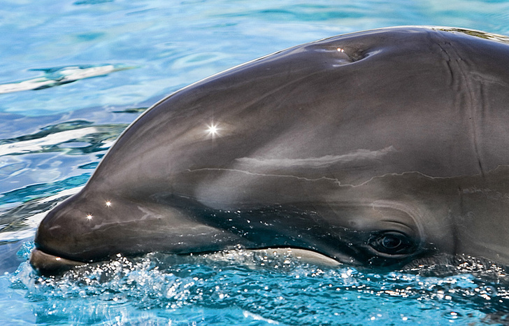 Дельфин спит с одним открытым глазом