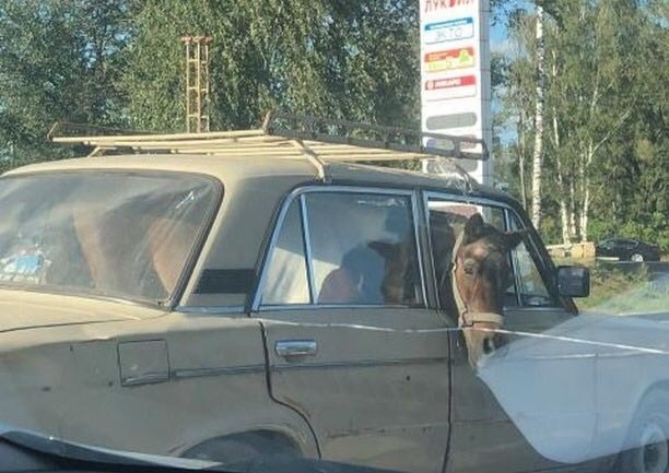 Конь в авто: очевидцы сняли очень странную поездку непарнокопытного в «Жигулях»