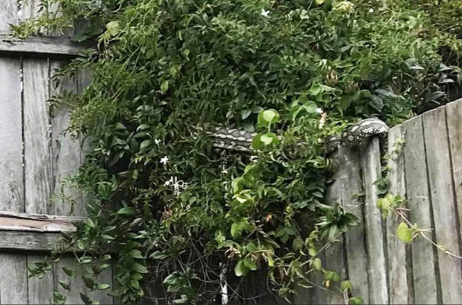 Найди гигантскую змею на фото Найди гигантскую змею на фото