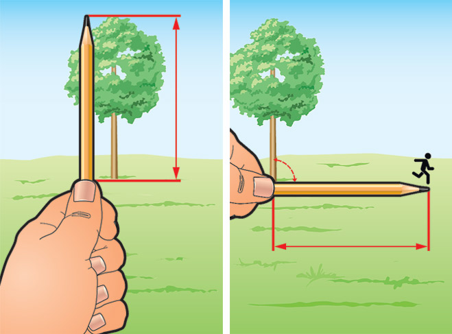 Фото №2 - Как измерить высоту дерева
