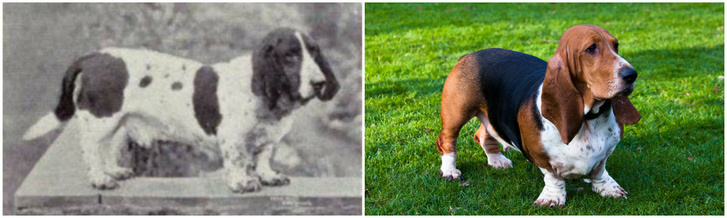 Фото №7 - Как изменились породы собак за 100 лет