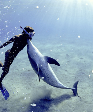 Итак, ты встретил в море дельфина. Как понять язык его движений? Запоминай...