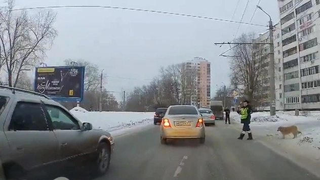 Человечность дня: в Челябинске полицейский остановил движение, чтобы хромая собака перешла дорогу (видео)