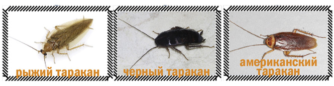 Приключения неуловимых: тараканы вернулись в Россию! Приключения неуловимых: тараканы вернулись в Россию!