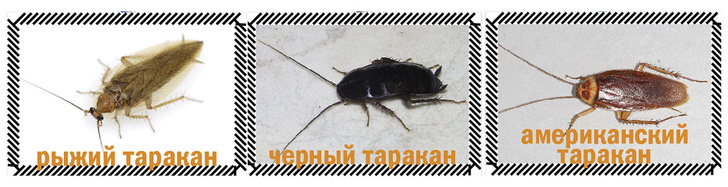 Приключения неуловимых: юркая статья о тараканах