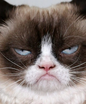 Умерла легендарная сердитая кошка Grumpy Cat