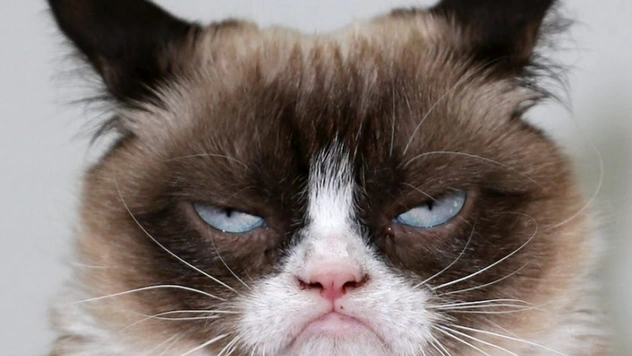 Умерла легендарная сердитая кошка Grumpy Cat