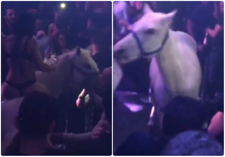 Девушка в бикини въезжает в ночной клуб на лошади. Галлюциногенное ВИДЕО
