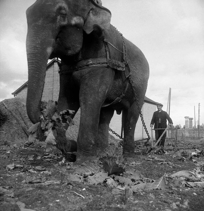 Русский разведчик смеется перед расстрелом. И еще 8 поразительных фотографий Второй мировой войны Русский разведчик смеется перед расстрелом. И еще 8 поразительных фотографий Второй мировой войны