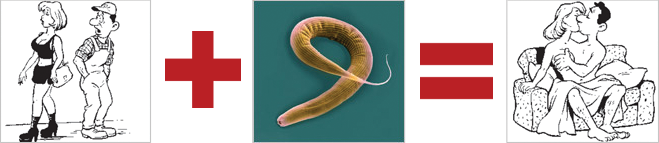 Аутооргии червей C. elegans