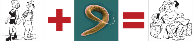Аутооргии червей C. elegans Аутооргии червей C. elegans