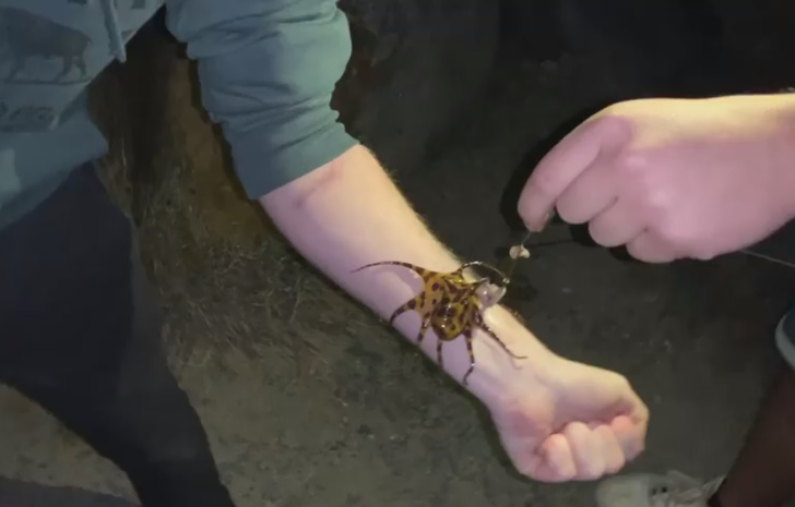 Рыбаки играют со смертельно опасным осьминогом, яда которого хватает на 26 человек (видео)