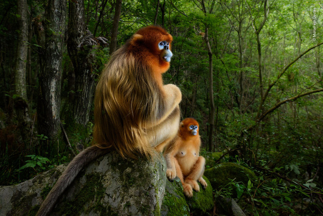 Финалисты и победители фотоконкурса Wildlife Photographer of the Year 2018 (галерея) Финалисты и победители фотоконкурса Wildlife Photographer of the Year 2018 (галерея)