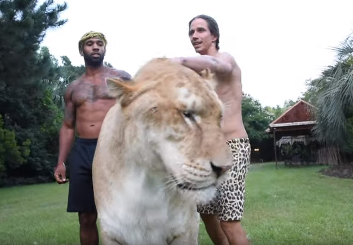 В США вырастили настолько гигантского тигрольва, что он едва помещается на видео