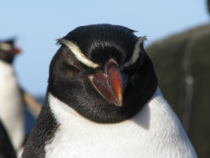 Россиянам запретили заводить дома пингвинов