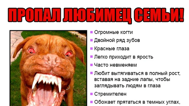 Пропал любимец семьи! Максимальный репост!