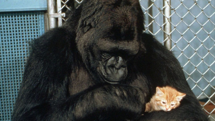 Фото №1 - Умерла горилла Коко — первое животное, выучившее человеческий язык