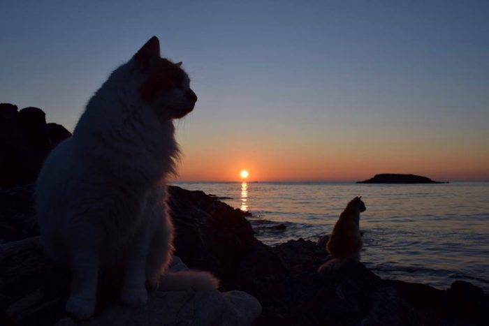 Открыта вакансия заклинателя котов на острове