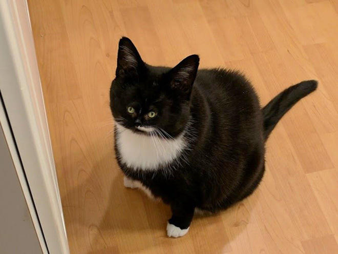 Коты с крошечными мордами! Коты с крошечными мордами!