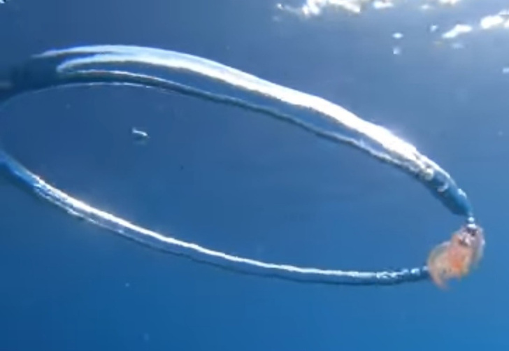 Редкое видео: медуза попала в воздушное кольцо, и все заверте…