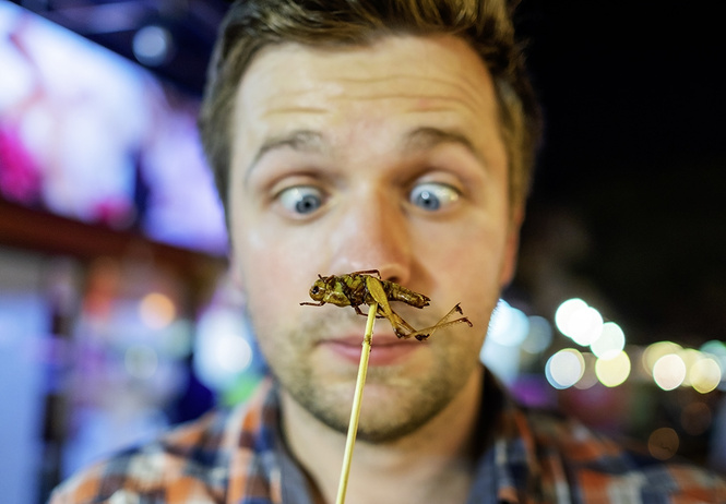 Бабочки — в животе: ученые экспериментируют с диетой на основе насекомых