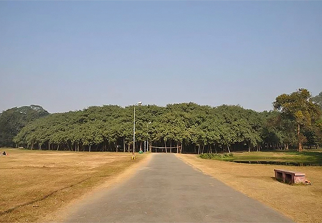 На вопрос, может ли лес состоять из одного дерева, отвечает Великий баньян