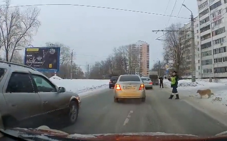 Человечность дня: в Челябинске полицейский остановил движение, чтобы хромая собака перешла дорогу (видео)
