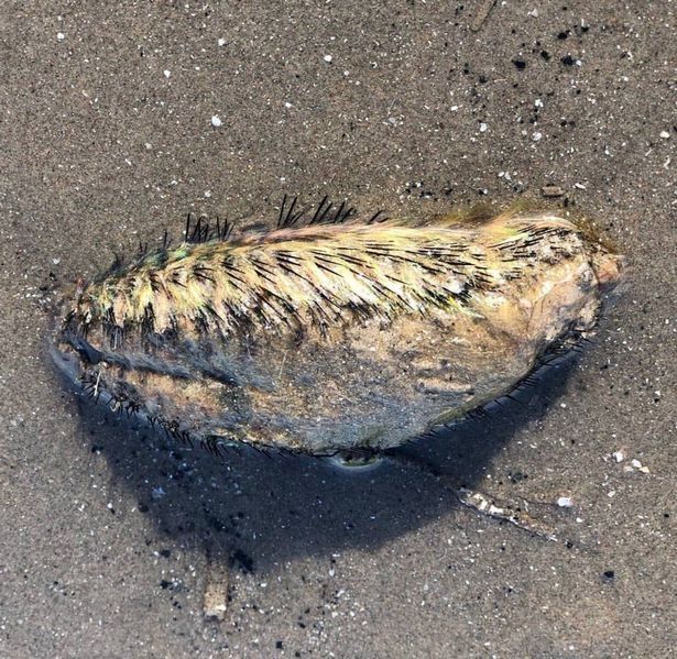 Жуткий монстр с клыками и шипами найден на берегу реки в Британии! Ученые и те в недоумении