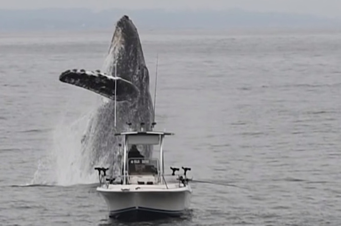 Гигантский кит вдруг выпрыгнул из воды возле ни о чем не подозревающего рыбака (эпичное видео)