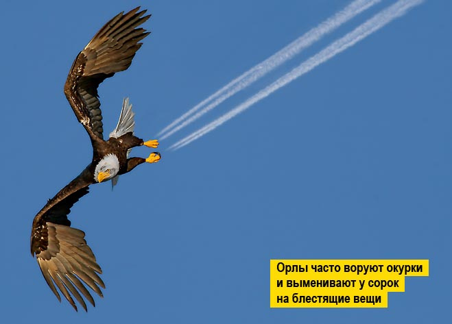 13 фото животных, которые тебя рассмешат 13 фото животных, которые тебя рассмешат