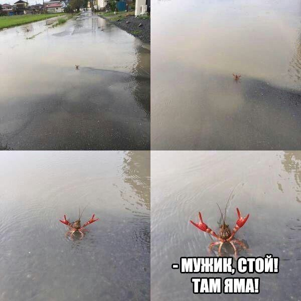 Самые смешные картинки недели Самые смешные картинки недели