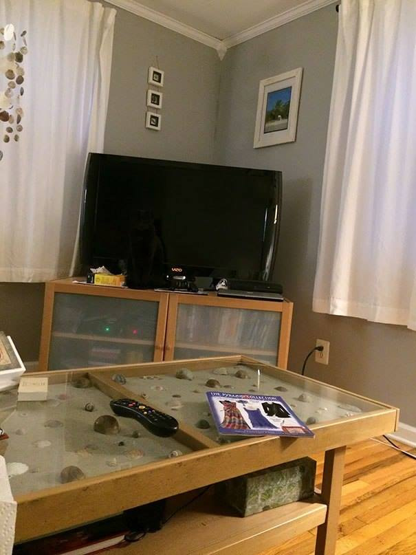 Найди кота! 6 самых головоломных фотографий Найди кота! 6 самых головоломных фотографий