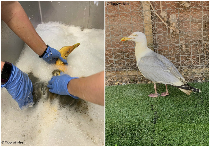 Ветеринарам принесли неизвестную оранжевую птицу, которая оказалась чайкой, покрытой карри