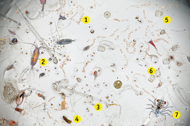Фото №1 - Что находится в морской воде, если заглянуть в микроскоп