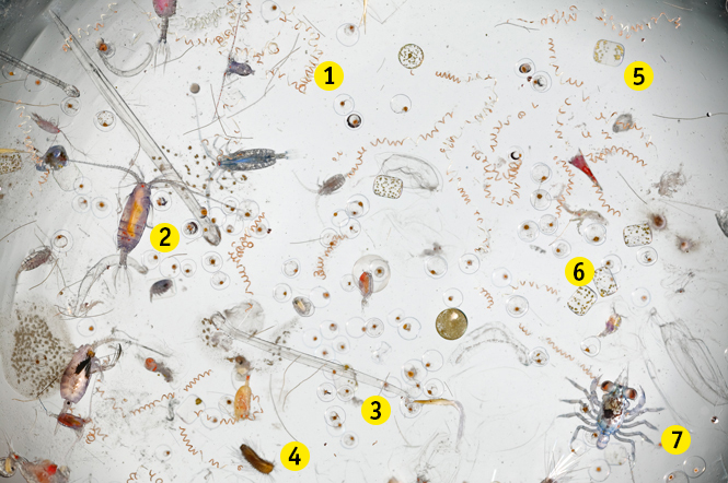 Что находится в морской воде, если заглянуть в микроскоп