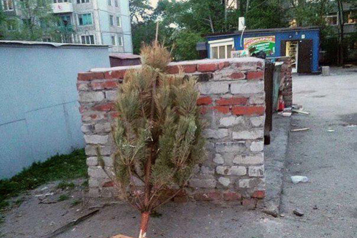 Установлено, сколько россиян выбрасывают новогоднюю елку летом