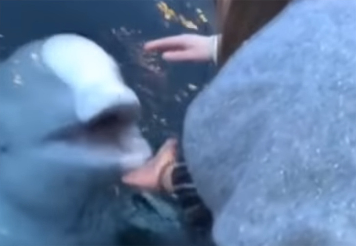 Кит-белуха вернула владельцам упавший в воду iPhone (странное видео)
