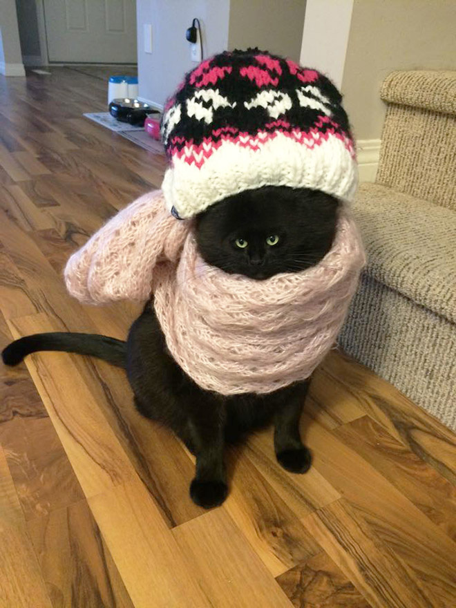 Коты с крошечными мордами! Коты с крошечными мордами!