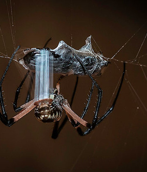 Удивительные свойства паутины